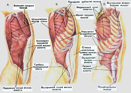 Мышцы груди и живота.