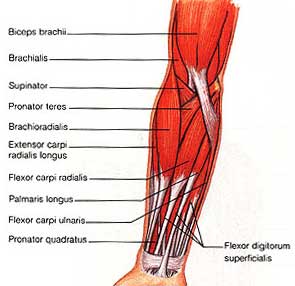 Передняя группа мышц предплечья.