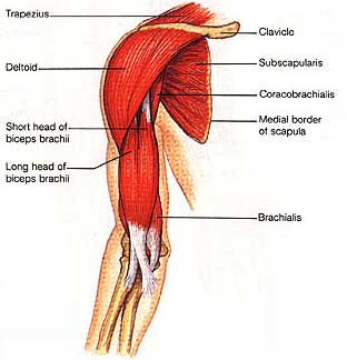 Передняя группа мышц плеча.