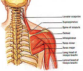 Мышцы плечевого пояса и задняя группа мышц плеча.