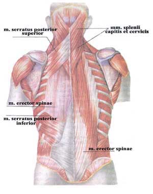 Глубокие мышцы спины.