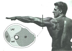 Задняя группа мышц плеча на MRI