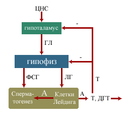 Схема гонадального круга.